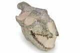 Fossil Oreodont (Merycoidodon) Skull - South Dakota #249249-4